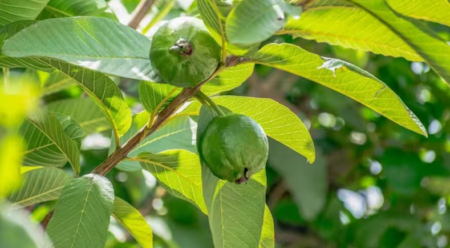 পেয়ারা পাতা