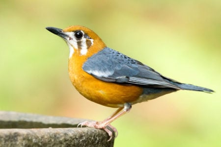 Orange-headed Thrush