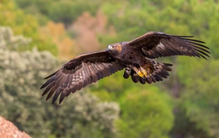 Aquila chrysaetos