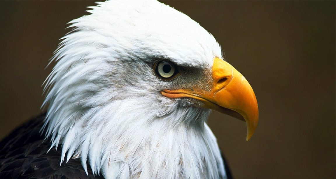 Eagle