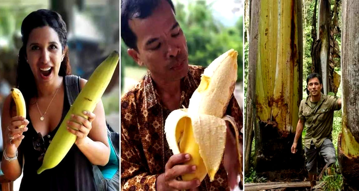 Giant Highland Banana