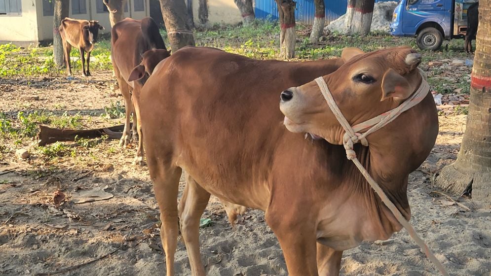 অভিযোগ ছাড়াই ব্যবসায়ীর ১০টি গরু থানায় নিয়ে গেল পুলিশ