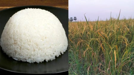 Rice