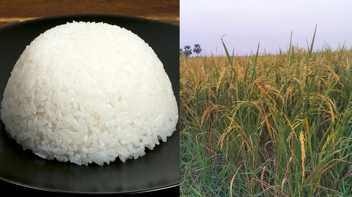 Rice