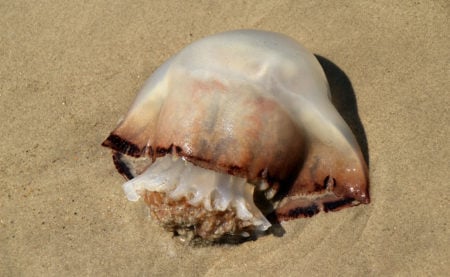 Cannonball jellyfish