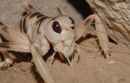 Dune Cricket