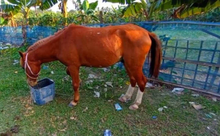 Horse