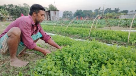 Kaliganj-Gazipur- Farmers are inclined to early vegetable cultivation in the hope of more profit (2)