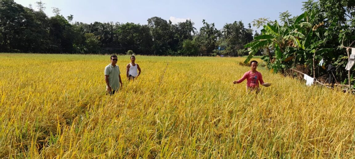 Kaliganj-Gazipur-No-tillage mustard cultivation, new possibilities in relay system- (1)