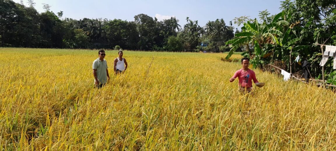 Kaliganj-Gazipur-No-tillage mustard cultivation, new possibilities in relay system- (2)