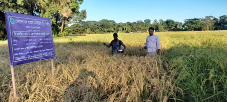 Kaliganj-Gazipur-No-tillage mustard cultivation, new possibilities in relay system- (3)