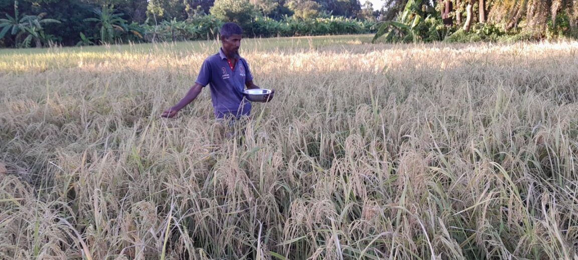 Kaliganj-Gazipur-No-tillage mustard cultivation, new possibilities in relay system- (4)