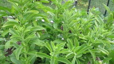 Stevia plant