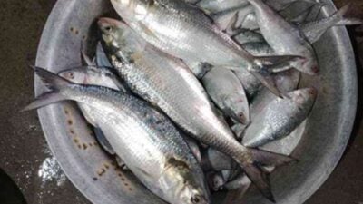 hilsa fish