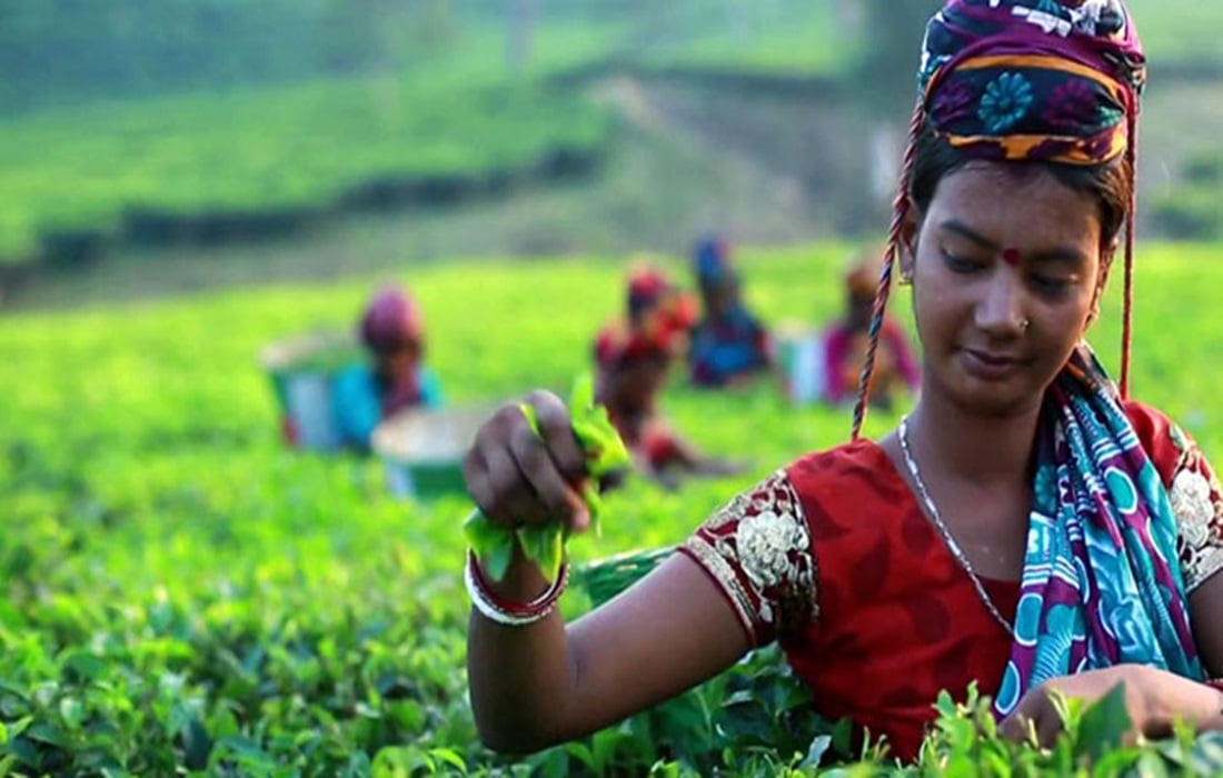 Tea production