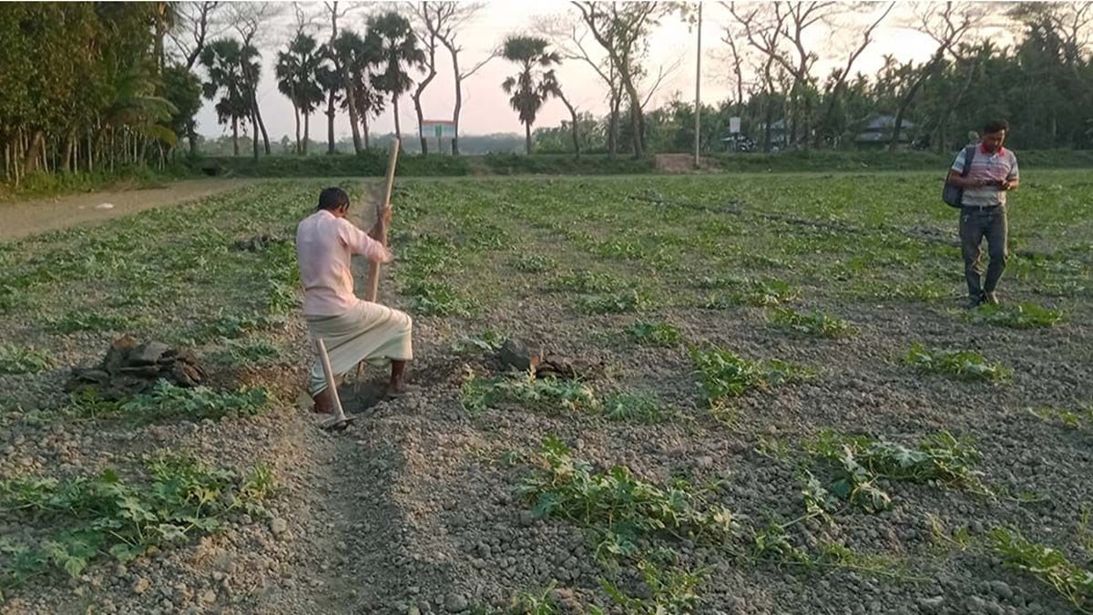 তরমুজ চাষে ব্যস্ত