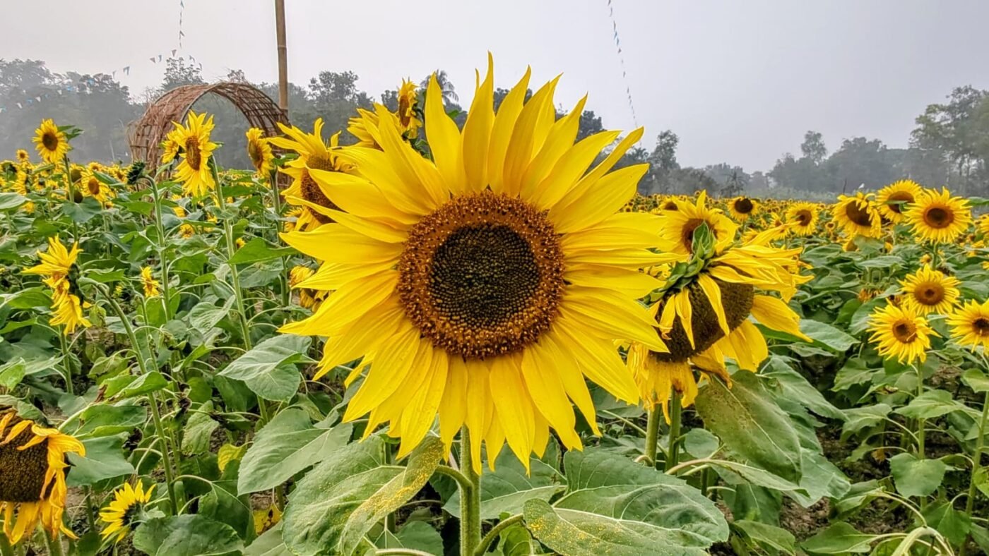 Kaligonj-Gazipur-The entrance fee to the sunflower garden is 30 taka, the fine for plucking flowers and breaking trees is 200 taka (5)