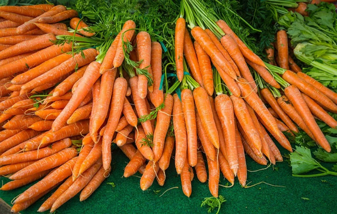 Carrot cultivation