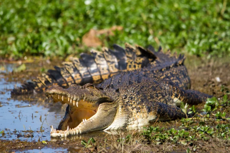 Crocodile Behavior