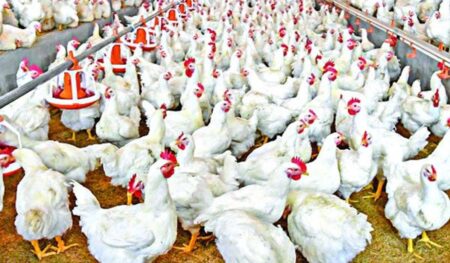 ব্রয়লার মুরগির দাম