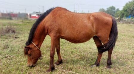 ঘোড়ার মাংস বিক্রি