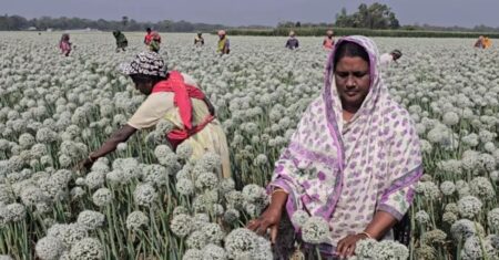 পেঁয়াজ বীজ চাষে ৫০০ কোটি