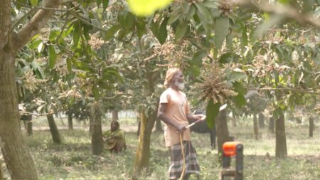 হাঁড়িভাঙা আমের বাম্পার