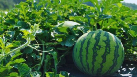 তরমুজ চাষ