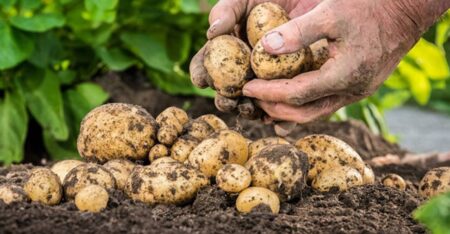 আলুর ফলন ভালো হলেও