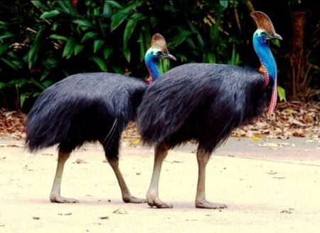 Cassowary