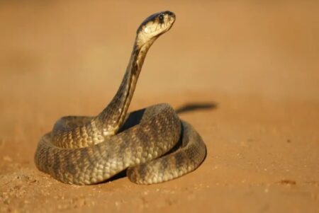 Egyptian-Cobra