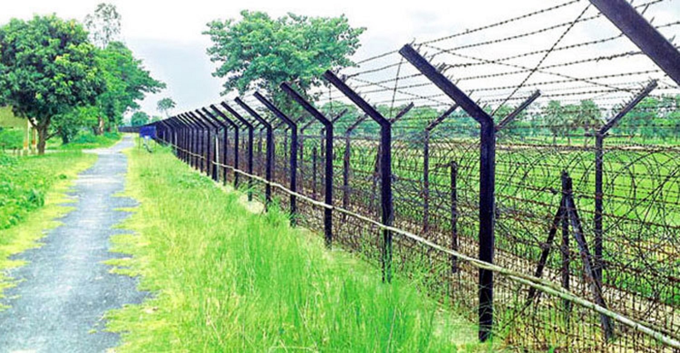 সীমান্তে ভুট্টাক্ষেত থেকে হাসিনার কা.. টা মা.. থা উদ্ধার