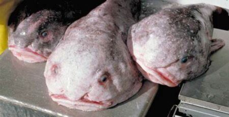 বর্ষসেরা মাছ