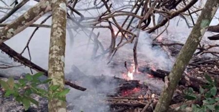 সুন্দরবনের আগুন নিয়ন্ত্রণে, তদন্ত কমিটি সুন্দরবনের আগুন