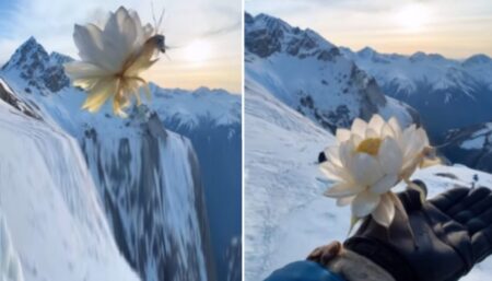 পতঙ্গের পিঠে ফুটেছে পদ্ম