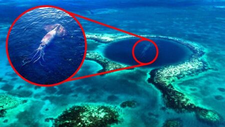 Rising Marine Anomalies: Climate Change or Coincidence? Marine Anomalies