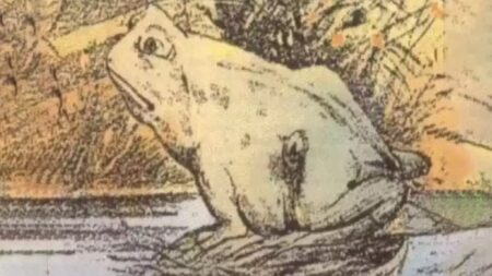 ছবিতে কি দেখতে পাচ্ছেন, উত্তরই আপনার ব্যক্তিত্ব প্রকাশ করবে optical illusion