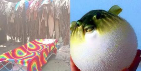 পিরোজপুরে পটকা মাছ এক রাতেই ধ্বংস করে দিলো পুরো পরিবার! পটকা মাছ