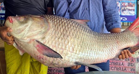 কাতল মাছ