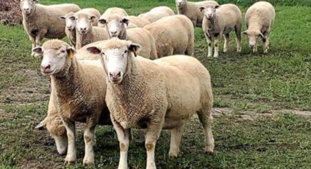 বার্ড ফ্লু