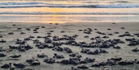 কাছিমের ছানা