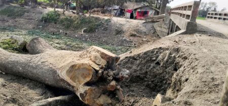 সরকারি গাছ কাটলেন জামায়াত কর্মী