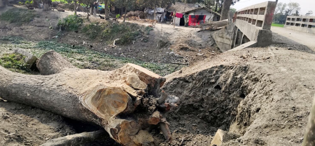 সরকারি গাছ কাটলেন জামায়াত কর্মী