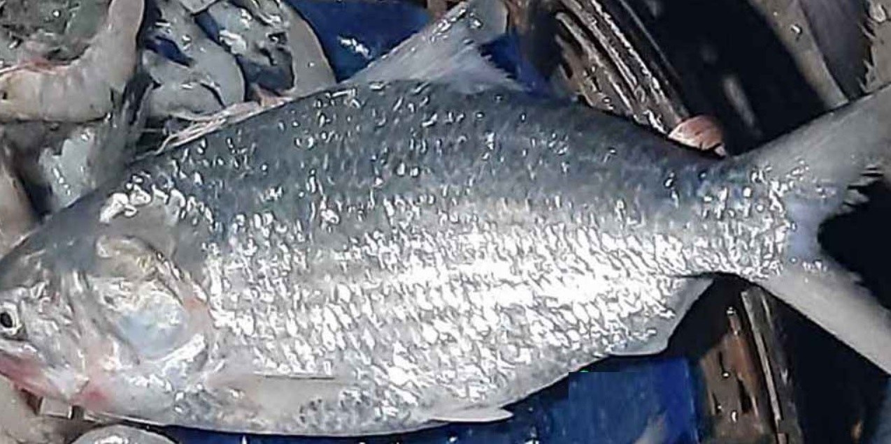 স্বর্ণের দামে ইলিশ