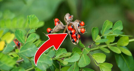 জঙ্গের এই উদ্ভিদটি কোবরা সাপের চেয়েও বেশি বিষাক্ত, স্পর্শ করলে মৃ..ত্যু অনিবার্য উদ্ভিদ