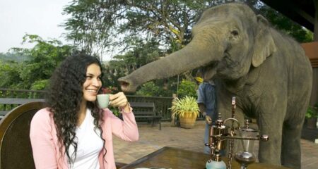 দামি-কফি