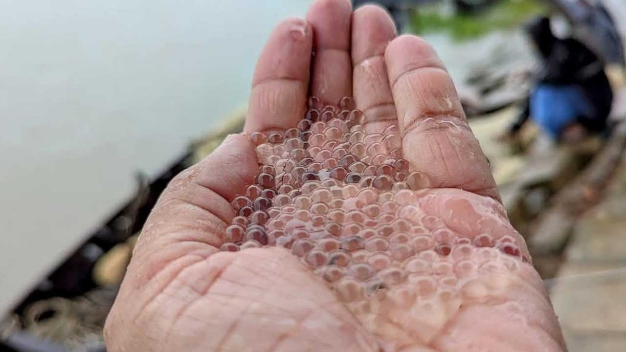 হালদায় ১৪ হাজার কেজি