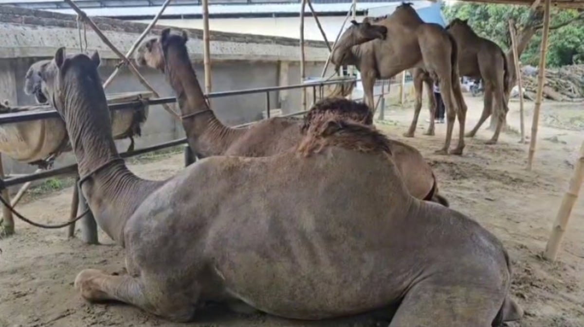 যশোরের গ্রামে সৌদি উট
