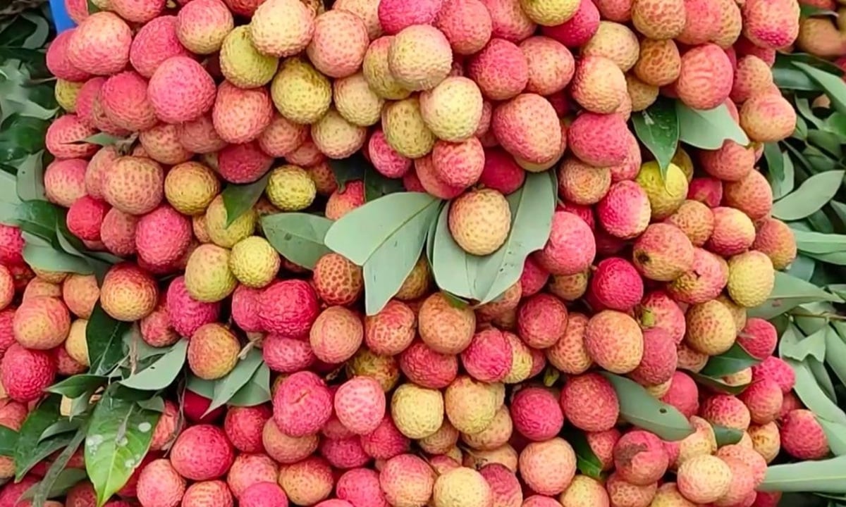 বাজারের লিচু কি নিরাপদ