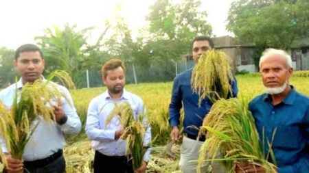 জিরার চেয়ে চিকন ধান